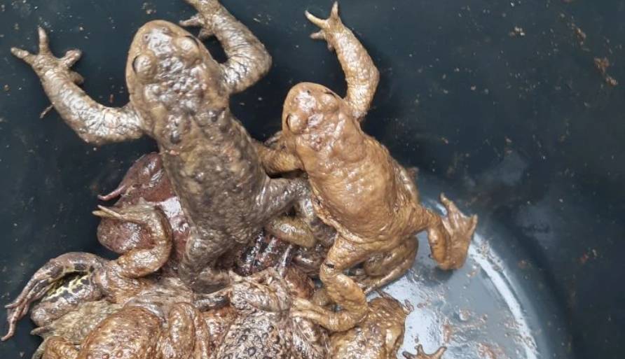 Сотрудники Пермской ТПП поддержали экологическую акцию «Жабам жить»