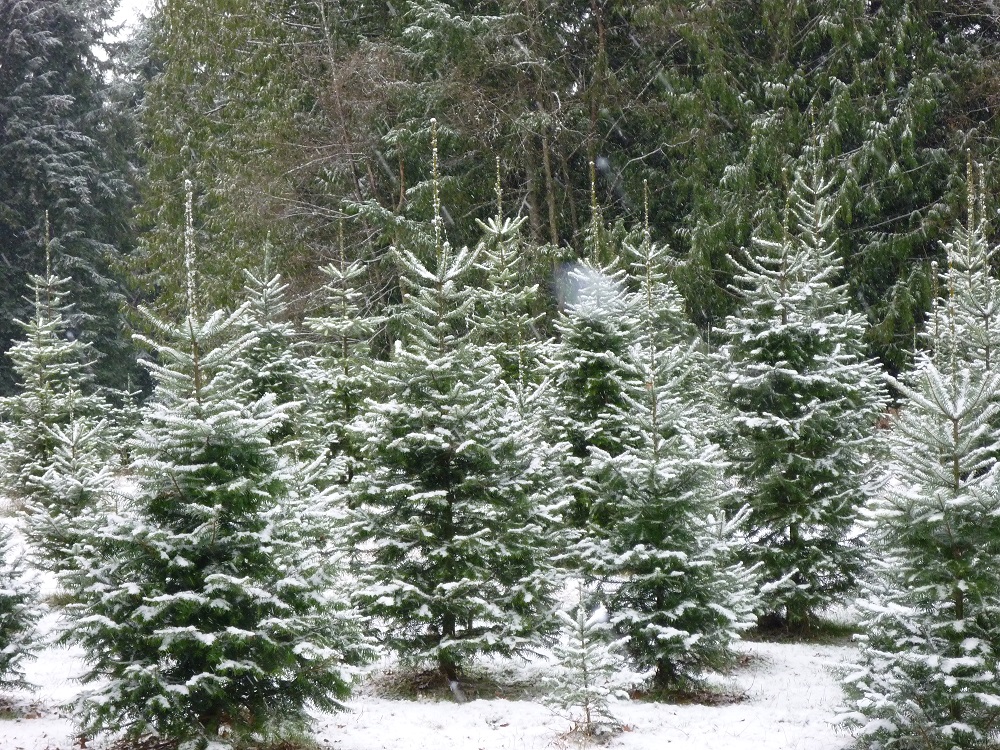 snowy-christmas-trees.jpg
