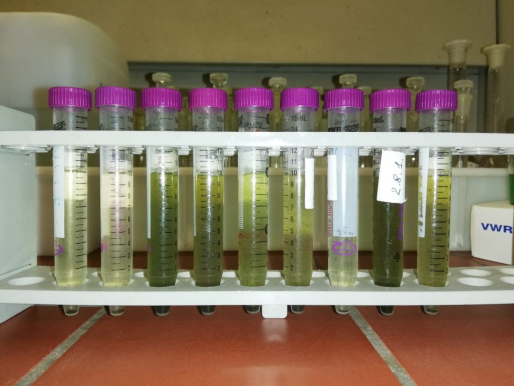 Микроскопические водоросли Chlorella Sorokiniana.jpg Микроскопические водоросли Chlorella Sorokiniana.jpg