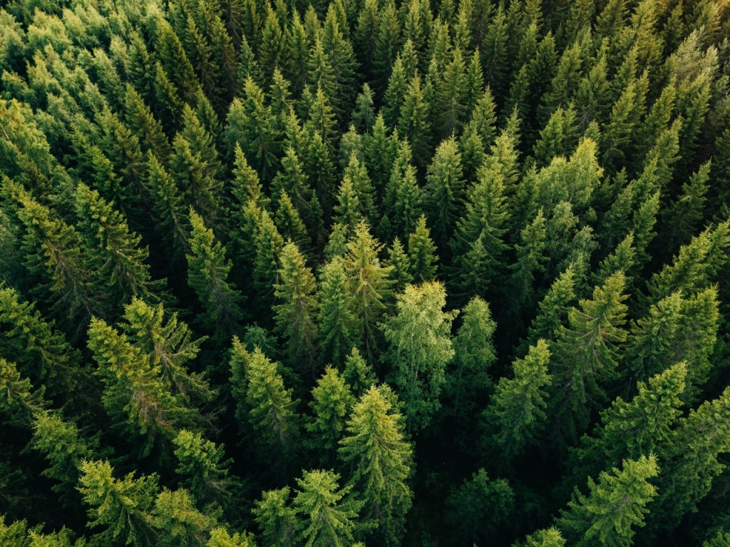 Свеза Ресурс выполнила весь объем лесовосстановительных работ 2022 года.jpeg